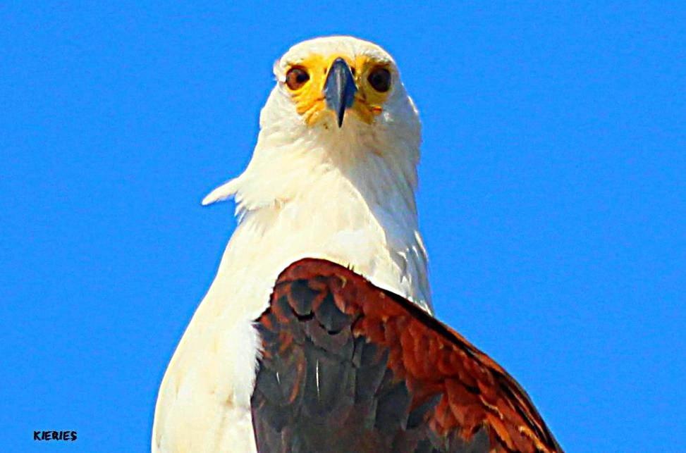Saint Lucia Estuary62 Hornbill Street别墅 外观 照片